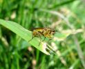 Female_Yellow-dung_Fly,Worlaby_Carrs,Lincolnshire_1.jpg