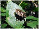 Forest_Bug,Crowle_NNR,Lincolnshire.jpg