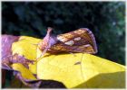 Gold_Spot,Barnetby-Le-Wold,North_Lincolnshire_3.jpg