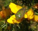 Gorse_shield_Bug(Piezodorus_lituratus),Whisby,Lincolnshire__copy.jpg