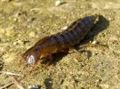 Great-diving_Beetle_Larvae1.jpg