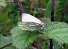 Green-veined_White(Pieris_napi),Barton_Reedbed_LWTR_copy.jpg