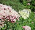 Green-veined_White,Messingham_Sand_Quarries,Lincolnshire.JPG