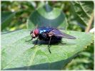 Green_Bottle,Worlaby_Carrs,North_Lincolnshire.jpg