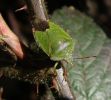 Green_shield-Bug(Palomina_prasina),Chambers_Wood,Lincolnshire.jpg