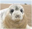 Grey_Seal_Pup,Donna_Nook,Lincolnshire~0.jpg