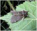 Iron_Prominent,Barnetby-Le-Wold,North_Lincolnshire.jpg