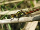 Large-red_Damselfly,Kirkby_Moor,Lincolnshire_1.jpg