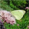 Large_White,Messingham_Sand_Qaurries,Lincolnshire.JPG