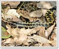 Male_Adder,Laughton_Forest,Lincolnshire_3.JPG