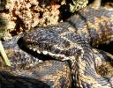 Male_Adder,Laughton_Forest,Lincolnshire__2_2.jpg