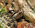 Male_Adder,Laughton_Forest_2.jpg