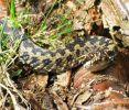 Male_Adder,Laughton_Forest_4.jpg