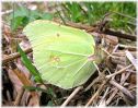 Male_Brimstone,Chambers_Wood,Lincolnshire.jpg