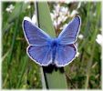 Male_Common-blue_Butterfly,Messingham_Pits_LWTR.jpg