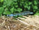 Male_Common-blue_Damselfly,Messingham_Sand_Quarries_LWTR.JPG