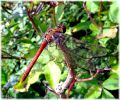 Male_Common_Darter,Worlaby_Carrs,North_Lincolnshire.jpg