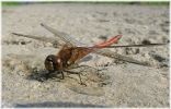 Male_Common_Darter,Worlaby_Carrs,North_Lincolnshire_1_.jpg