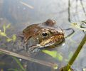 Male_Common_Frog,Chamber_s_Wood,Lincolnshire_A.jpg