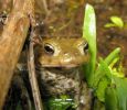 Male_Common_Toad,Chamber_s_Wood,Lincolnshire_A.jpg