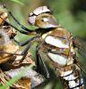 Male_Migrant_Hawker,Messingham_Sand_Quarries_LWTR.JPG