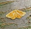 Male_Orange_Moth,Chambers_Farm_Wood,Lincolnshire.JPG