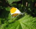 Male_Orange_Tip(Anthocharis_cardamines),Barton_Reedbed_LWTR.jpg