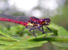 Male_large-red_Damselfly(Pyrrhosoma_nymphula),Crowle_NNR,Lincolnshire_copy.jpg