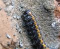 Marbled_Beauty_Larvae(Cryphia_domestica),Barnetby-Le-Wold,Lincolnshire.jpg