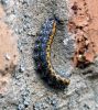 Marbled_Beauty_Larvae(Cryphia_domestica),Barnetby-Le-Wold,Lincolnshire_2.jpg