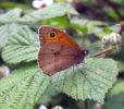 Meadow_Brown1.jpg