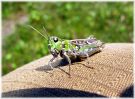 Mottled_Grasshopper,Laughton_Forest,Lincolnshire.jpg