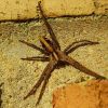 Nursey_web_Spider(Pisaura_mirablis)_11.jpg