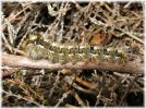 Oak-eggar_larvae,Crowle_NNR,Lincolnshire.jpg