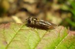 Platycheirus_albimanus,Waters_edge,Barton,Lincolnshire_.jpg