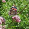 Red_Admiral,Mesingham_Sand_Quarries,Lincolnshire.JPG