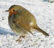 Robin,Barton_Pits,Lincolnshire.JPG