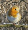 Robin,Barton_Pits,Lincolnshire~0.JPG