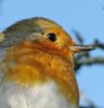 Robin,Barton_Reedbed,Lincolnshire.JPG