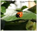 Seven-spot_Ladybird,Barnetby-Le-Wold,Lincolnshire_.jpg