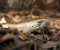 Sloworm,Kirkby_Moor,Lincolnshire_2.jpg