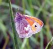 Small_Heath1.jpg