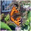 Small_Tortoiseshell,Barnetby-Le-Wold,North_Lincolnshire_1.jpg