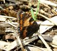 Small_Tortoiseshell,Messingham_Pits_LWTR_1.jpg