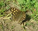 Speckled_Wood(Pararge_aegeria),Whisby,Lincolnshire__copy.jpg