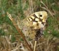 Speckled_Wood,Kirkby_Moor,Lincolnshire_11.jpg