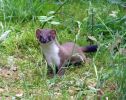 Stoat1.jpg