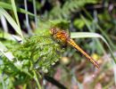 Sympetrum_sanguineum1.jpg