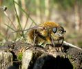 Tachina_Ursina,Laughton_Forest,Lincolnshire_1_1.jpg