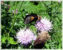 Tachina_grossa,Crowle_NNR,Lincolnshire.jpg